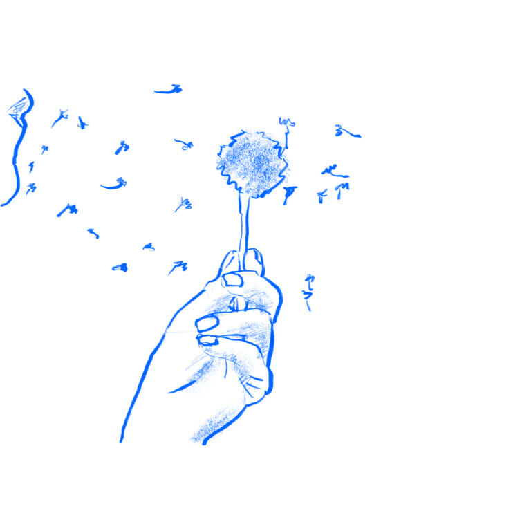Dandelion flower being blown