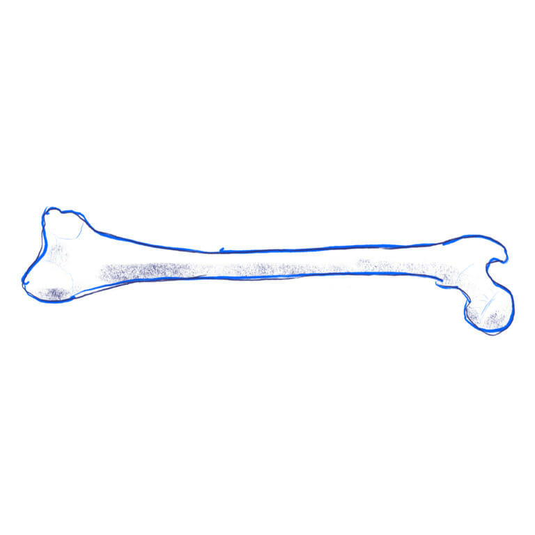 blue marker illustration of a femur